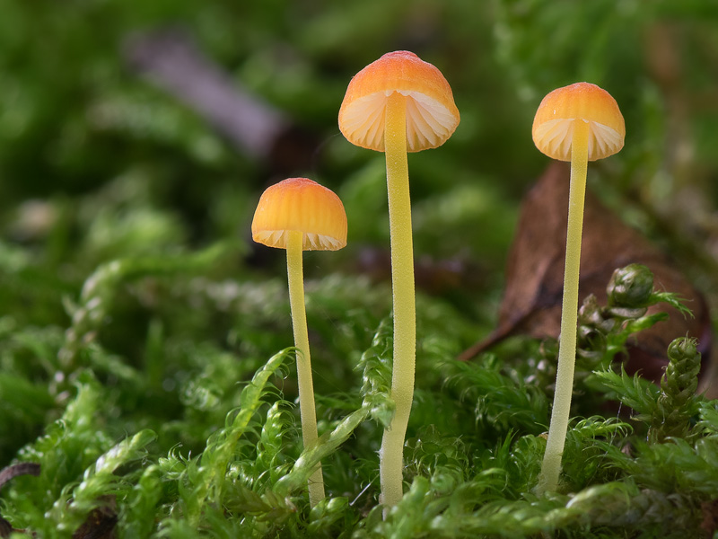 Mycena acicula